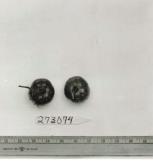 Click for 1 image(s) for this accession. FRUIT